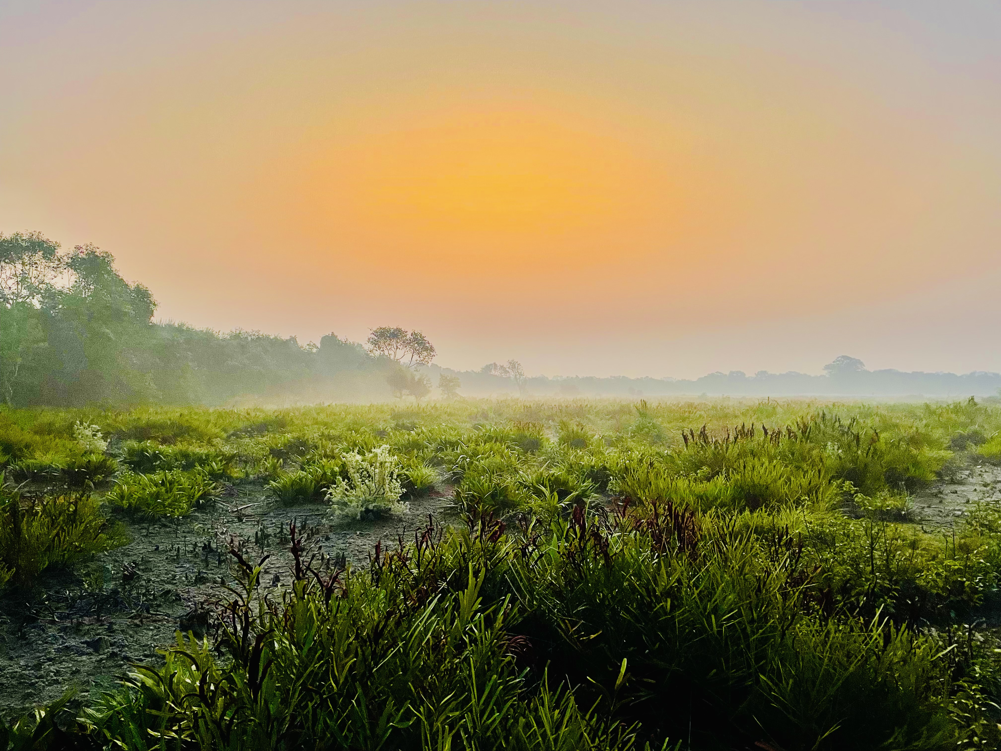 Sundarban 🌿🐅 photo 16