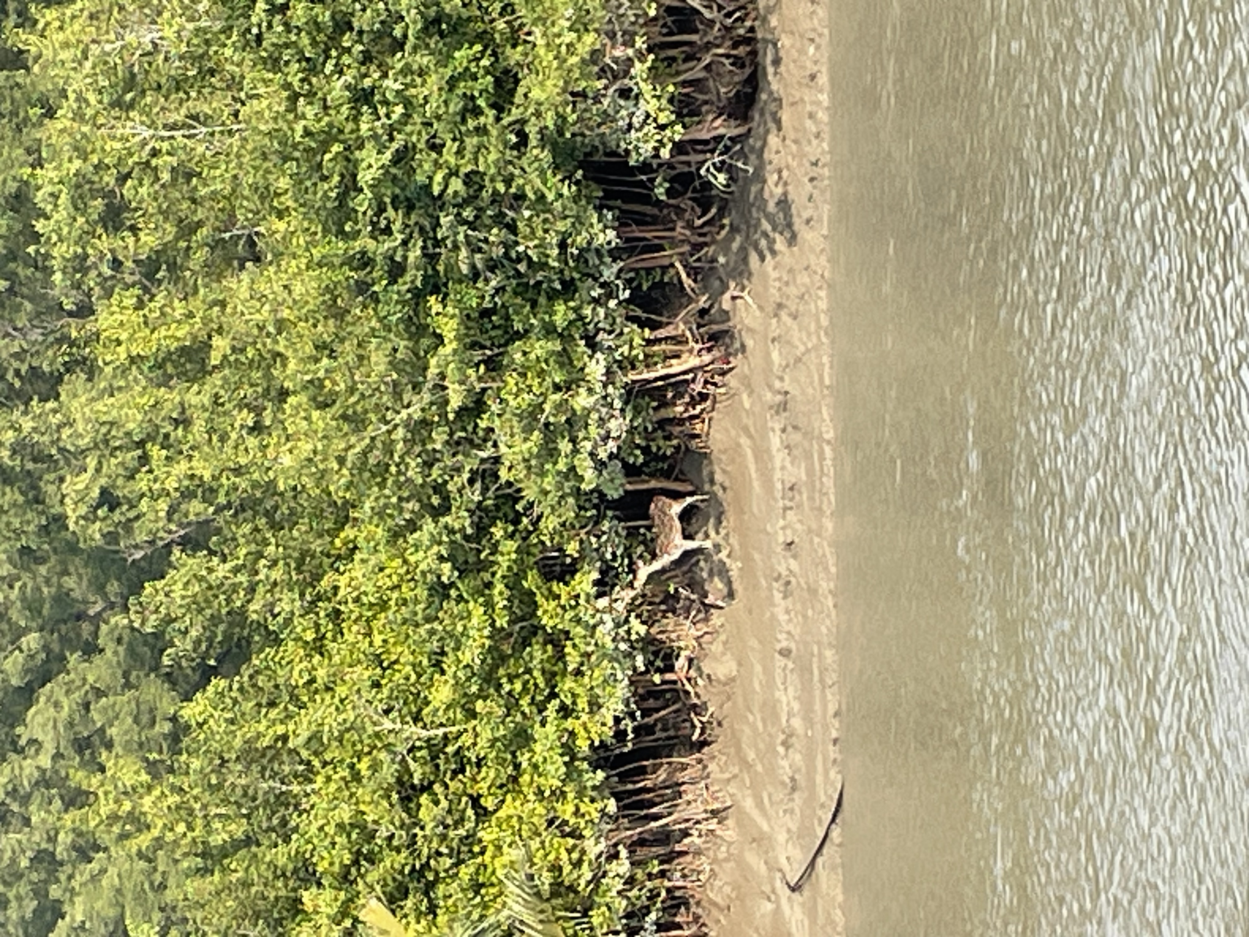 Sundarban 🌿🐅 photo 25